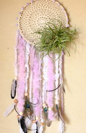 Modern Air Plants Air Plants Dreamcatcher